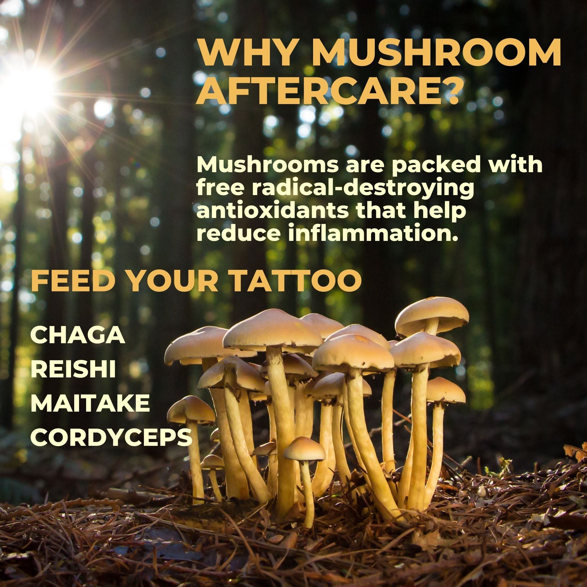 Farmbody uses mushrooms to reduce inflammation in tattoo aftercare phase because they are strong antioxidants